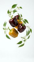 Fresh colorful bell peppers with green leaves floating on white background for healthy cooking and organic food design projects.