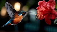 Vibrant hummingbird with blue and orange feathers hovering near red hibiscus flower, feeding on nectar against dark blurred background with bokeh lights.
