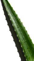 Green plant stem with sharp thorns isolated on white background, suitable for botanical, nature, and educational design projects.