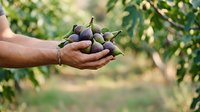 Farmer holding freshly harvested figs in cupped hands against blurred orchard background, showcasing organic fruit picking and agricultural harvest.