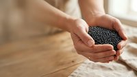 Unrecognizable person holding black peppercorns in cupped hands over wooden surface, showcasing fresh spice for culinary and food styling purposes.