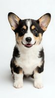 Adorable tricolor corgi puppy sitting with happy expression on white background, isolated for pet care designs and animal lover projects.