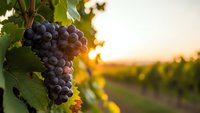 Ripe purple grapes hanging on vine in vineyard at golden sunset with warm light filtering through leaves creating bokeh background for wine industry.