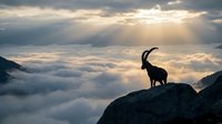 Mountain goat silhouette standing on rocky cliff above clouds during golden hour sunrise with dramatic sunbeams breaking through cloudy sky in alpine wilderness landscape.
