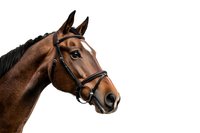 Bay horse with bridle isolated on white background, head portrait showing detailed features and leather tack for equestrian sports and riding.