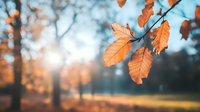 Golden autumn oak leaves catching sunlight against blurred forest background, creating dreamy bokeh effect in warm orange and teal tones. Natural seasonal scenery.