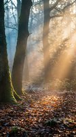 Sunlight streaming through misty autumn forest with golden rays illuminating tree trunks and fallen leaves on woodland floor creating magical atmosphere.
