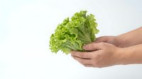 Hands holding fresh green lettuce head on white background, isolated produce for healthy eating and nutrition concepts.