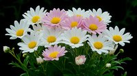 Fresh white and pink daisies with yellow centers against dark background, blooming garden flowers with green leaves and buds, natural floral composition.