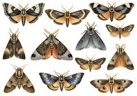 Vintage moth and butterfly collection with various species displaying brown, tan, orange and black wing patterns, isolated on white background. Suitable for natural history illustrations, educational materials, scientific posters, vintage decor, textile design and clipart applications.