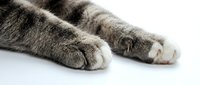 Close-up of fluffy gray tabby cat paws resting on a white surface, showcasing soft fur texture and delicate claws in natural light.