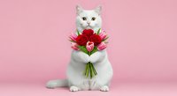White cat holding red flower bouquet against pink background, isolated for greeting cards, valentines, and pet-themed designs.
