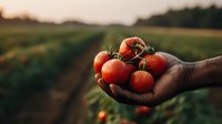 Fresh ripe red tomatoes on vine held in farmer's hand against blurred organic garden background during golden hour harvest time.