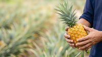 Farmer holding fresh ripe pineapple in field during harvest season. Agricultural worker displaying tropical fruit produce for farming and agriculture industry.
