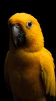 Vibrant yellow parrot portrait with striking dark eyes and curved beak against black background for wildlife photography and tropical bird content.