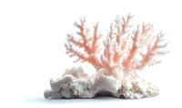 Pink branching coral specimen on white rock formation isolated on white background, marine life decorative element for design projects.