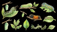 Caterpillar and chrysalis life cycle stages isolated on transparent background, ready for educational materials, clipart, t-shirt designs, stickers, and print-on-demand products.