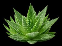 Aloe vera plant isolated on transparent background, ready for t-shirt design, stickers, clipart, print on demand, and sublimation projects.