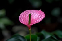 Pink anthurium flower with dark spadix against blurred natural background, macro photography showing delicate petal texture and botanical details.