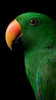 Green parrot with orange beak close-up portrait on black background showing detailed feathers and eye for wildlife photography and nature designs.