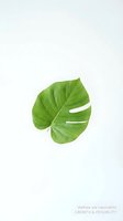 Single green monstera deliciosa leaf isolated on white background for tropical design projects and botanical illustrations.