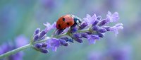 Red ladybug crawling on purple lavender flower spike with soft blurred garden background. Natural macro photography of beneficial insect pollinator.