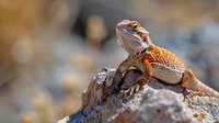 Close-up portrait of orange bearded dragon lizard sunbathing on rock in natural habitat. Beautiful reptile with textured scales perfect for wildlife and exotic pet photography.