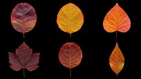 Autumn leaves collection featuring six isolated fall foliage designs in red, orange, and golden tones. Transparent background, ready for t-shirts, clipart, stickers, sublimation, and print-on-demand projects.