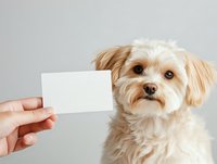Cute tan and white mixed breed dog holding blank white card in mouth, isolated on gray background for pet business, veterinary clinic, or animal care advertising and promotional materials.