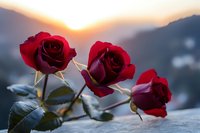 Three deep red roses with green leaves against mountain sunset backdrop creating romantic atmosphere for Valentine's Day greeting cards and love themes.