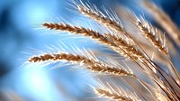 Golden wheat ears swaying in sunlight against bright blue sky background, representing harvest season, agriculture, and natural grain production.