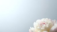Soft pink peony flower blooming with delicate petals on clean white background for wedding invitations, greeting cards and romantic designs.