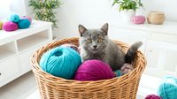 Gray tabby cat sitting in woven basket surrounded by colorful yarn balls in bright blue, pink, and purple tones. Cozy craft room setting with shelving and potted plants in background.