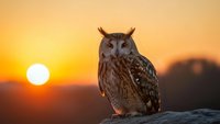 Majestic owl perched on rock during golden hour sunset with warm orange sky backdrop. Wildlife photography capturing nocturnal bird of prey in natural habitat.