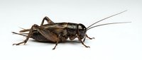 Cricket insect isolated on white background, side view of brown grasshopper for educational, scientific, or design purposes.
