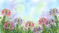 Watercolor cleome spider flowers in pink and purple hues with green foliage against soft pastel background for botanical art and garden design projects.
