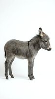 Young gray donkey foal standing in profile on white background, isolated farm animal ready for design projects and educational materials.
