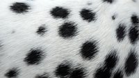 Close-up of natural dalmatian dog fur texture with distinctive black spots on white coat. Animal pattern background for design projects and textures.
