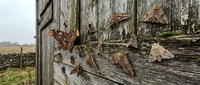 Weathered wooden barn wall with autumn leaves scattered across rustic planks in countryside setting for seasonal agricultural backgrounds.