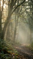 Magical forest path with golden sunbeams streaming through trees creating ethereal atmosphere with floating particles and dappled light on woodland trail.