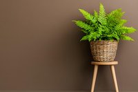 Vibrant green fern plant in woven basket placed on wooden stool against brown wall, minimalist home decor composition with natural elements.
