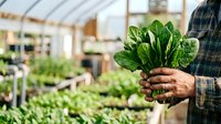 Farmer holding fresh spinach bunch in greenhouse with blurred plants background, organic vegetable harvest and sustainable agriculture concept for farming and gardening projects.