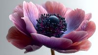 Pink and purple anemone flower with dark center on gray background. Delicate petals showcase gradient colors from soft pink to deep purple tones.