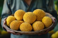 Fresh ripe durian fruits in wooden bowl held by Asian farmer wearing blue shirt, close up view of spiky yellow tropical fruit harvest.