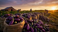 Farm workers harvesting fresh purple eggplants at sunset with barn and golden sky. Agricultural produce collection for organic farming and healthy eating.