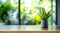 Snake plant in modern gray pot on wooden table against blurred green garden background with natural sunlight and bokeh effect creates minimalist home decor atmosphere.