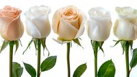Elegant rose buds in soft pastel peach and cream colors arranged in row on white background, fresh green stems and leaves. For wedding and romantic designs.