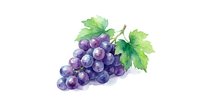 Watercolor purple grapes cluster with green leaves isolated on white background for wine labels, kitchen decor and culinary designs.