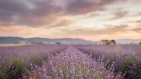 Lavender field at sunset with purple flowers blooming under dramatic sky. Peaceful countryside landscape with soft lighting for relaxation and wellness themes.