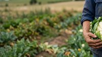 Farmer holding fresh cabbage in vegetable field during harvest season for agricultural and farming industry use.